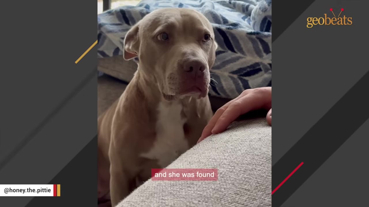 A tan and white pit bull dog looks up with wide, soulful eyes next to a person's hand resting on a couch.