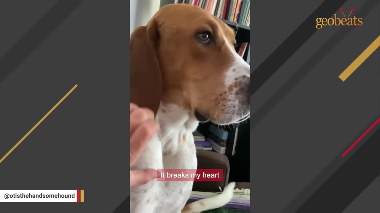 A close-up of a brown and white coonhound looking sad while being gently petted on his chest.