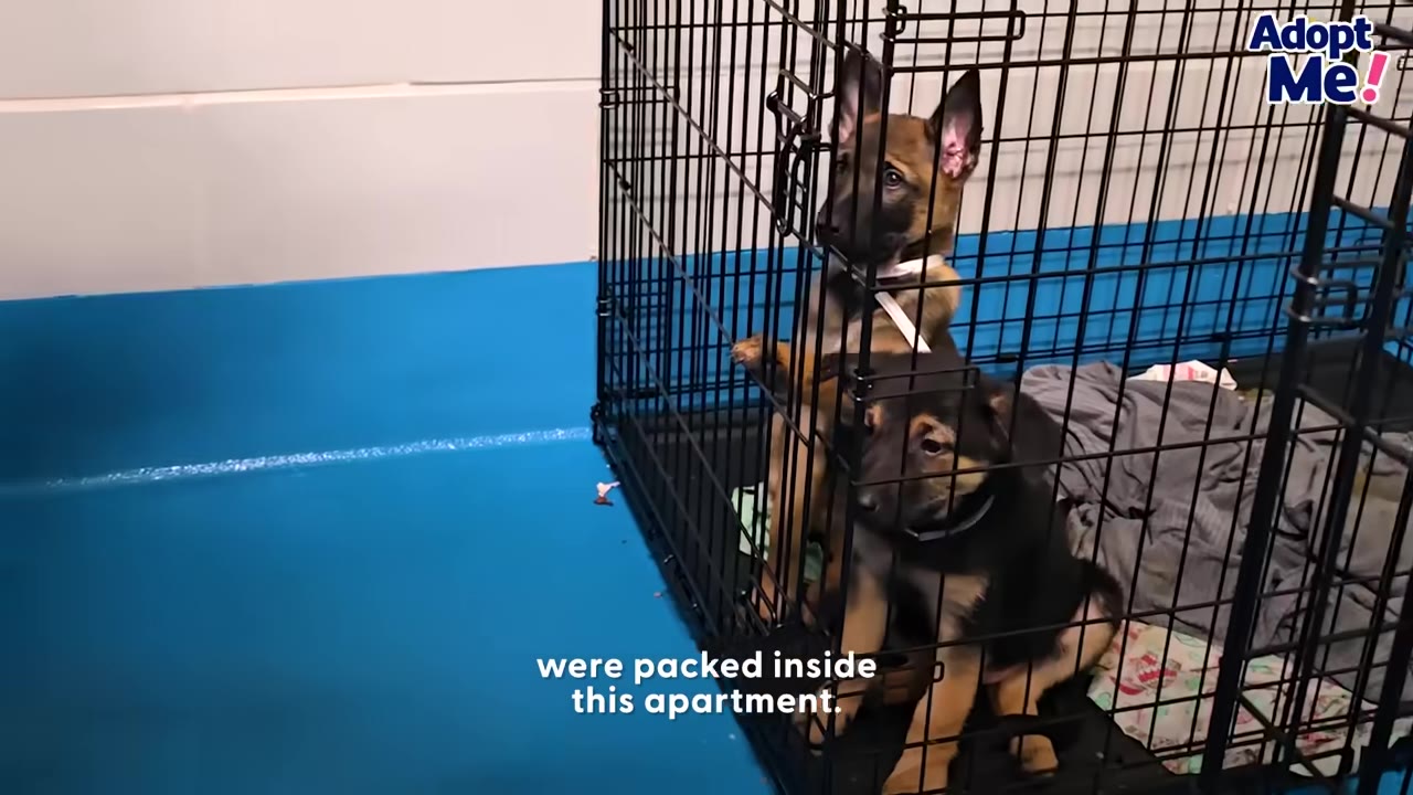 A small Belgian Malinois puppy and another puppy inside a black wire crate against a blue and white wall.