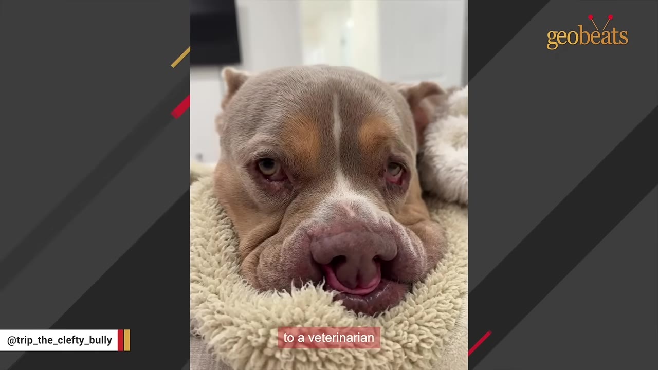 A close-up of a light brown and white dog with a cleft palate resting its head on a fluffy white blanket.