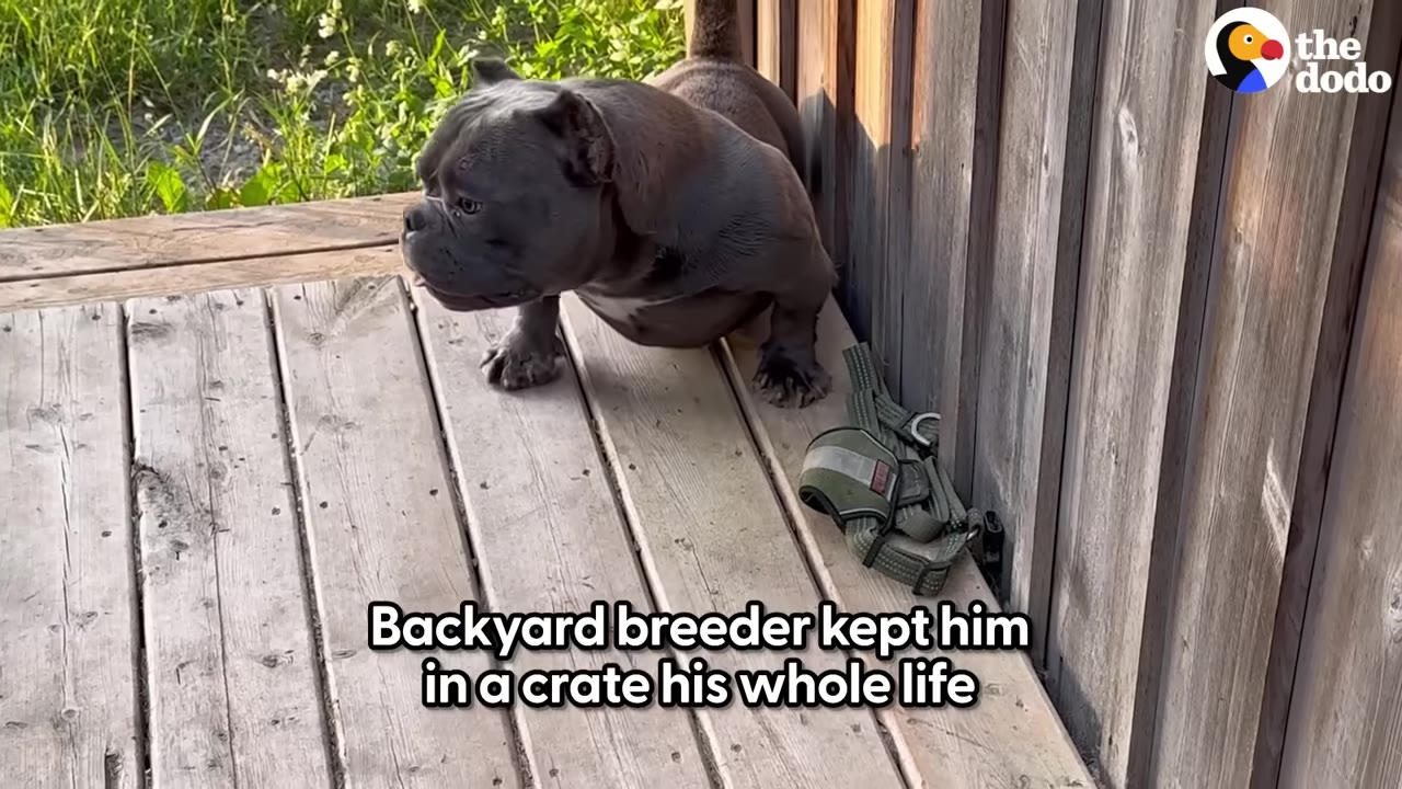 A small, grey, muscular dog stands cautiously on a wooden deck next to a wooden wall, looking off to the side with a sad expression.
