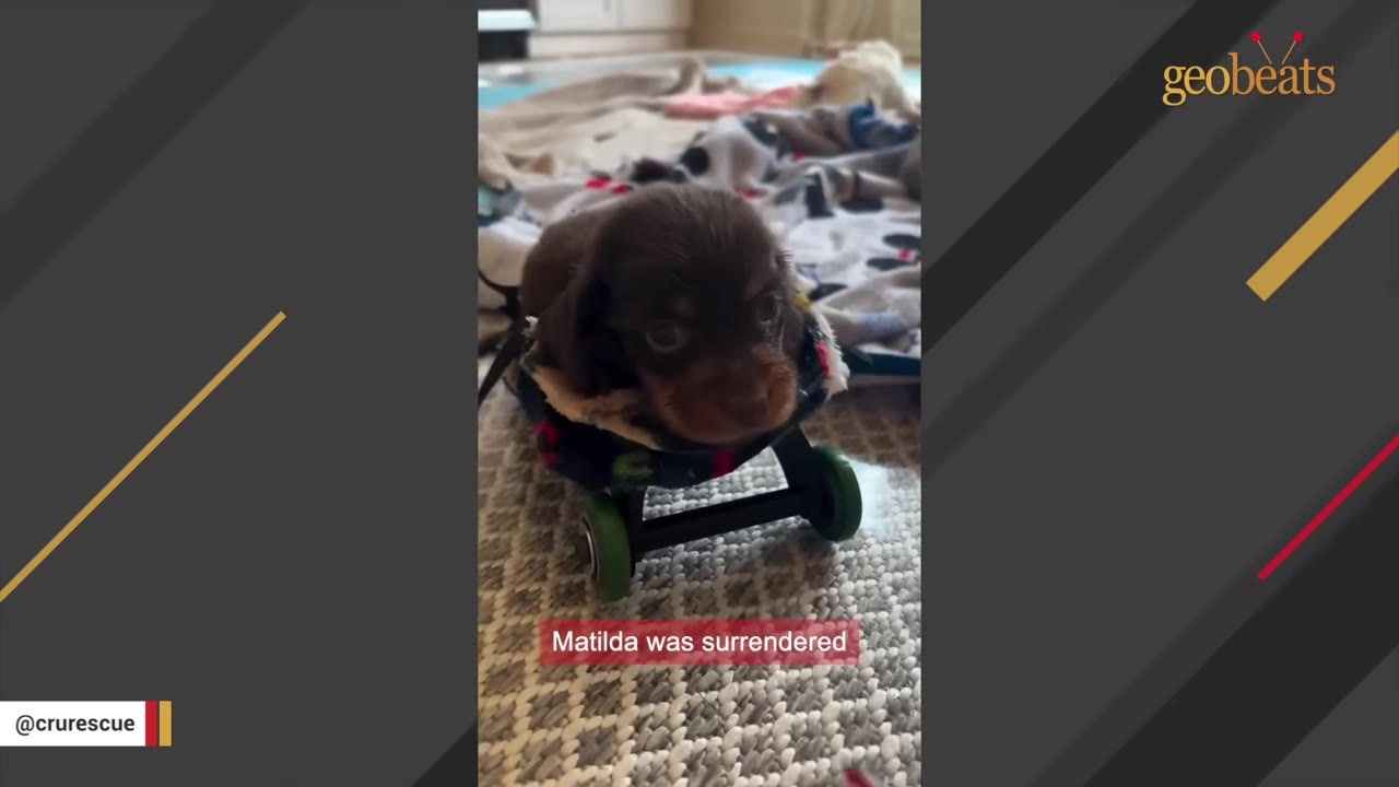 A tiny brown dachshund puppy named Matilda sits in a small custom-made wheelchair on a patterned rug.