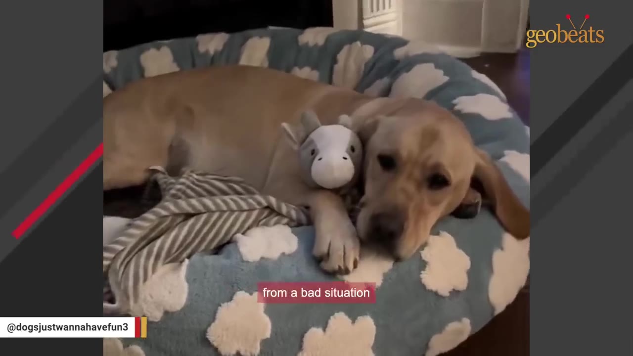 A light brown dog lies in a blue and white cloud-patterned dog bed, resting its head next to a small stuffed cow toy.