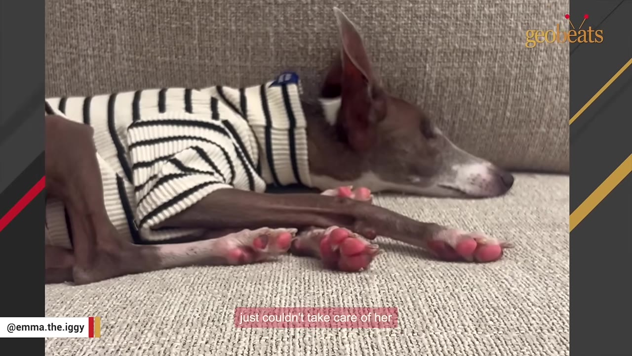 An Italian Greyhound wearing a black and white striped sweater lies resting on a beige couch.