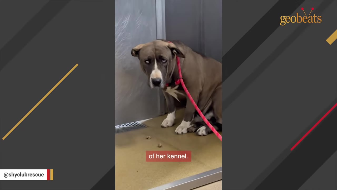 A sad-looking brown and white dog with droopy eyes sits cowering in the corner of a metal shelter kennel, wearing a red leash.