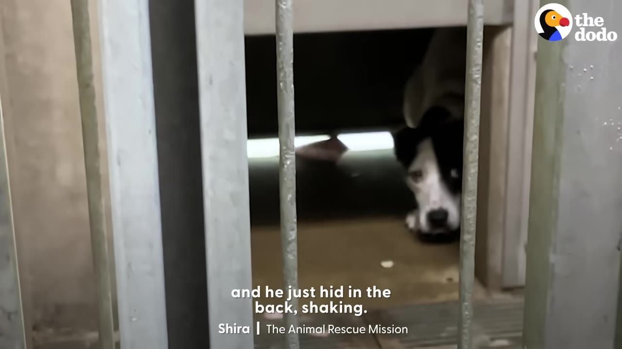 A black and white dog peers out fearfully from the dark back corner of a metal-barred shelter kennel.