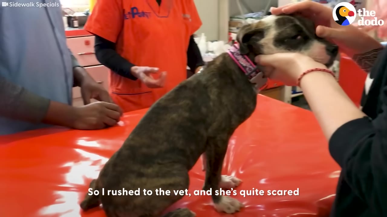 A small brindle puppy with a pink collar sits on a bright orange examination table at a veterinary clinic while being gently held by a person's hands.