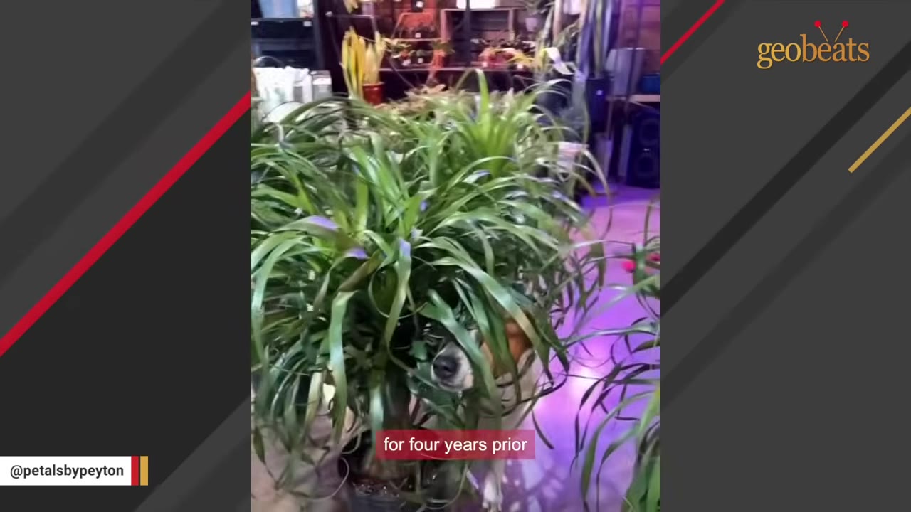 A dog peeks its face out from behind the long, thin green leaves of a potted plant.