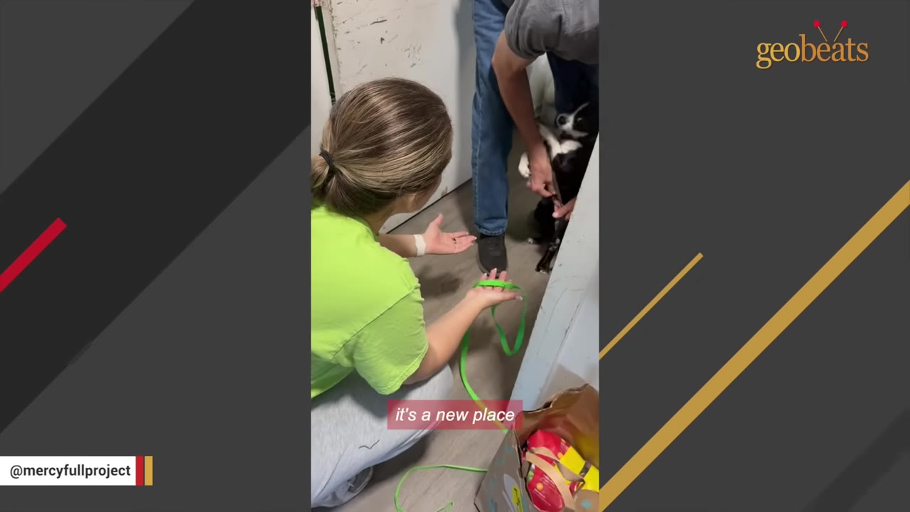 A woman in a bright green shirt kneels on the floor holding a green leash, while a man holds a small black and white Chihuahua near a doorway.