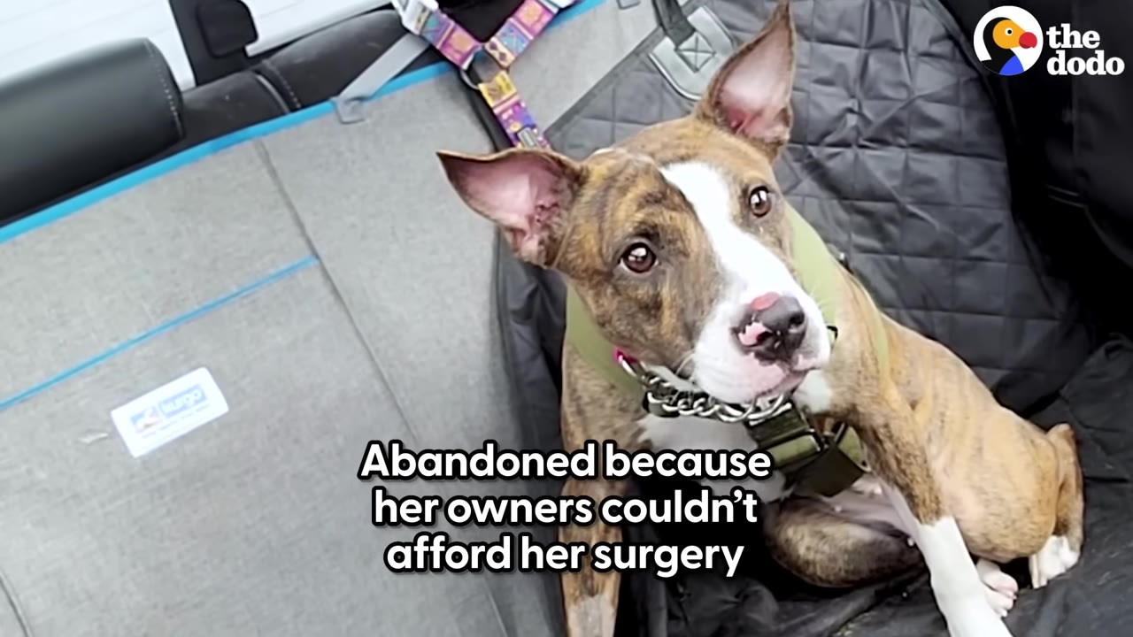 A brindle and white puppy with large ears sits in the back seat of a car, looking up with a concerned expression.