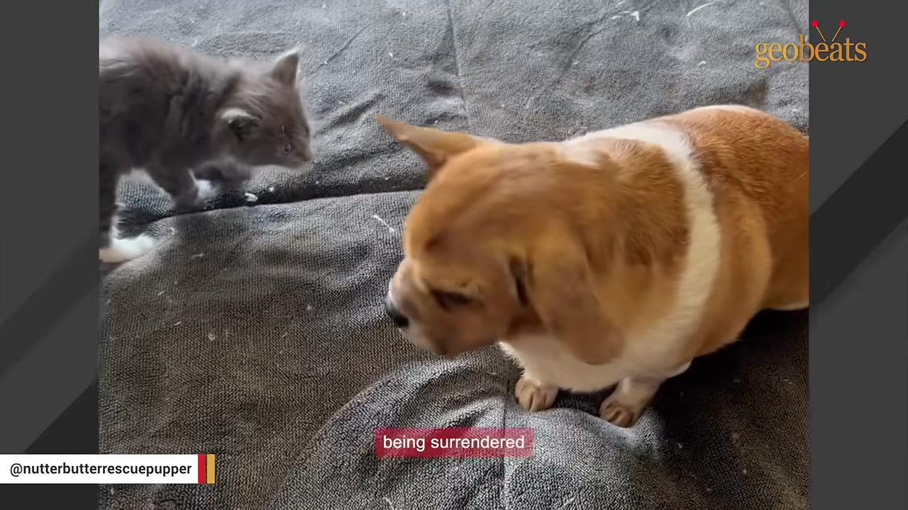 A small brown and white dog with floppy ears sits on a grey blanket next to a small grey kitten.
