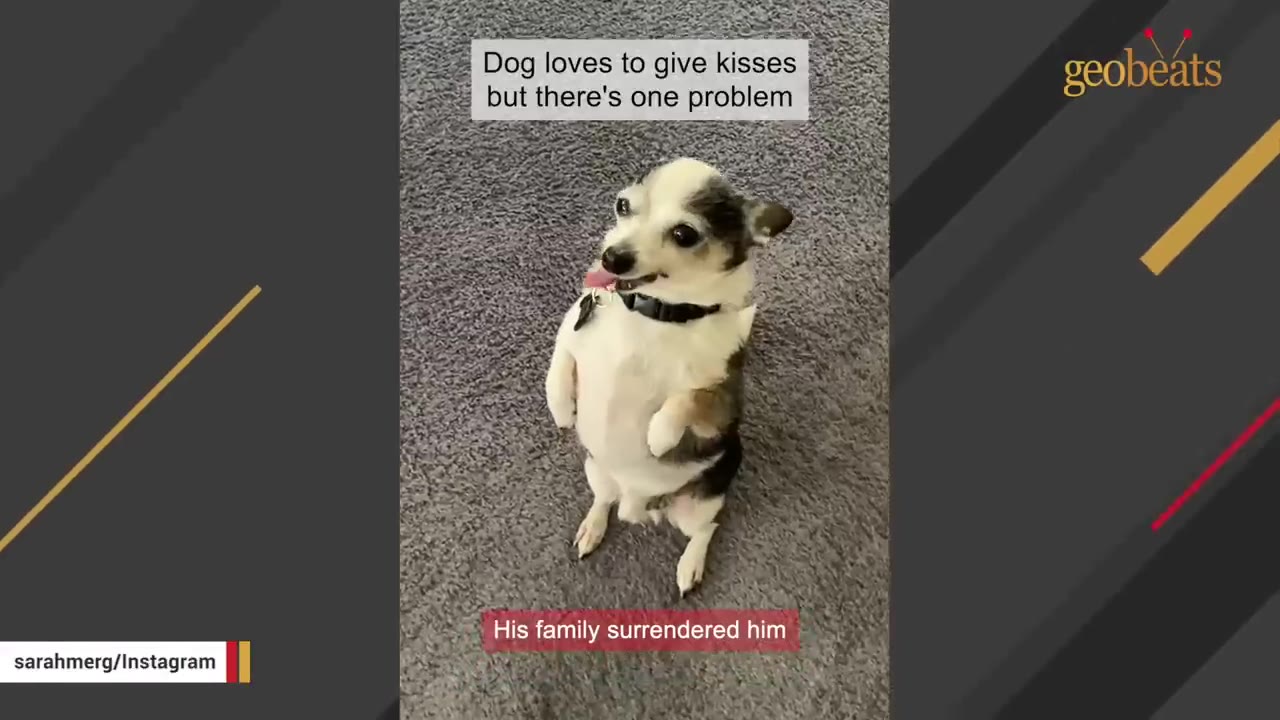 A small senior Chihuahua-mix dog stands on its hind legs on a gray carpet, looking up with its tongue slightly out.