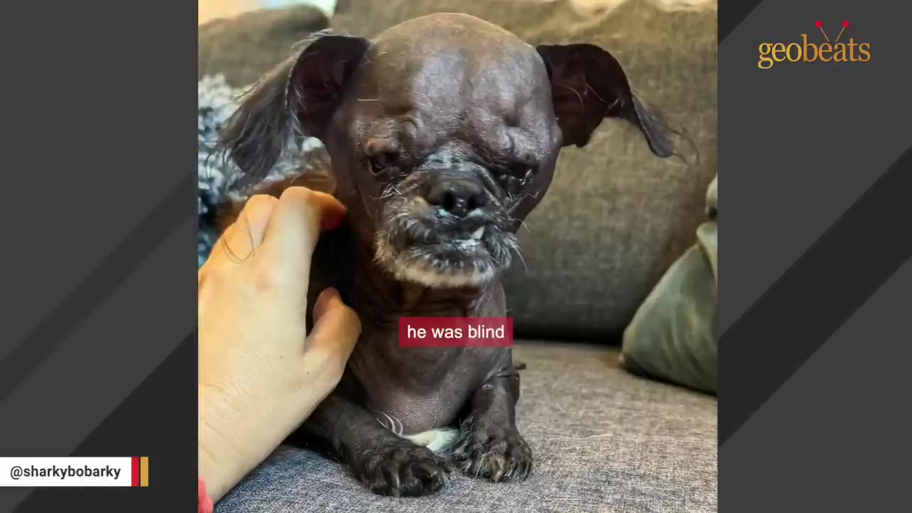 A small, hairless senior dog with a grey muzzle and closed eyes sits on a grey couch while a hand gently pets its shoulder.