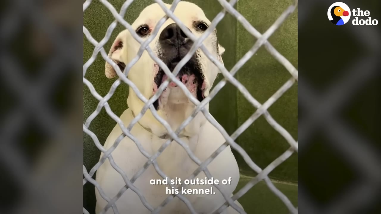 A sad white dog with black patches looks through a chain-link kennel fence.