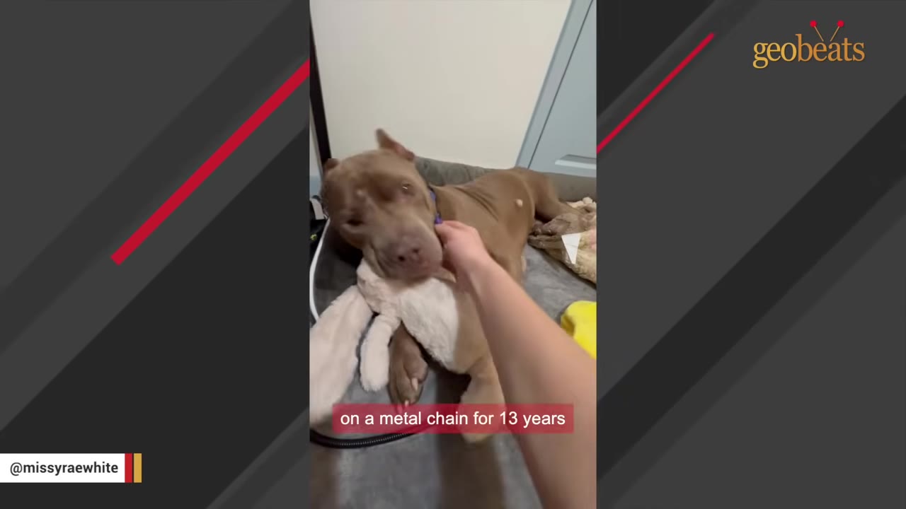 A brown pit bull-type dog lies on a dog bed cuddling a white plush toy while a person's hand gently pets its neck.