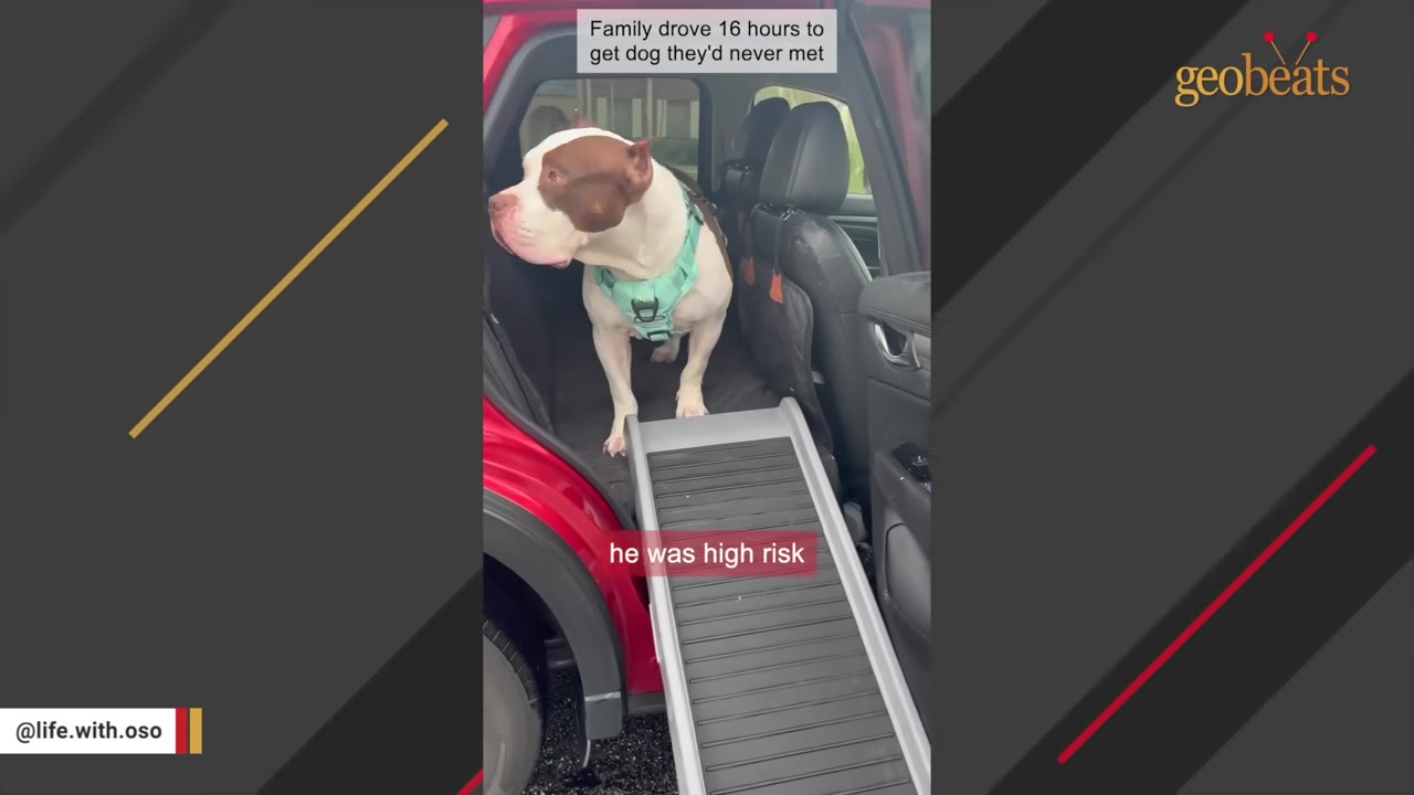 A large white and brown dog wearing a light green harness stands inside the back of a red SUV, looking out the open door next to a ramp, with a text overlay that reads 'he was high risk'.