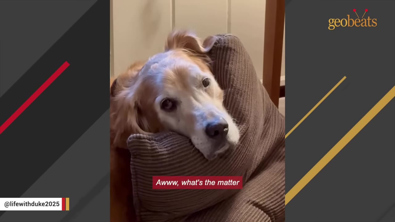A close-up shot of a golden retriever-mix dog resting its head on a brown corduroy pillow with a sad, soulful expression.