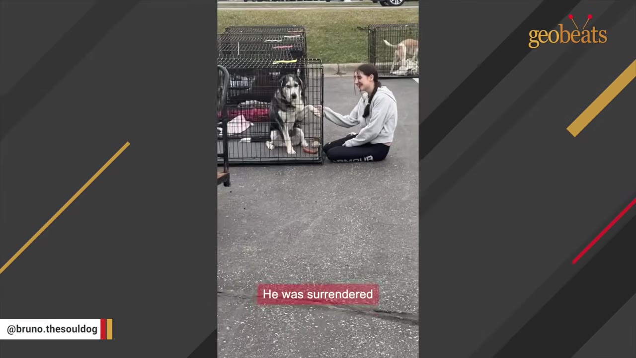 A black and white dog sits inside a wire crate outdoors while a young woman sits on the pavement next to the crate, holding the dog's paw through the metal bars.
