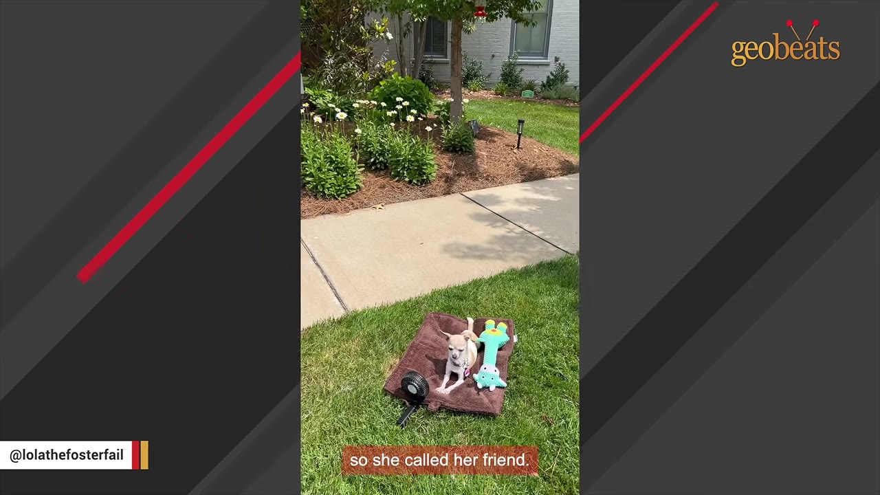 A tiny tan Chihuahua lies on a small brown blanket on a green lawn next to a sidewalk, with a small portable fan and a toy beside her.