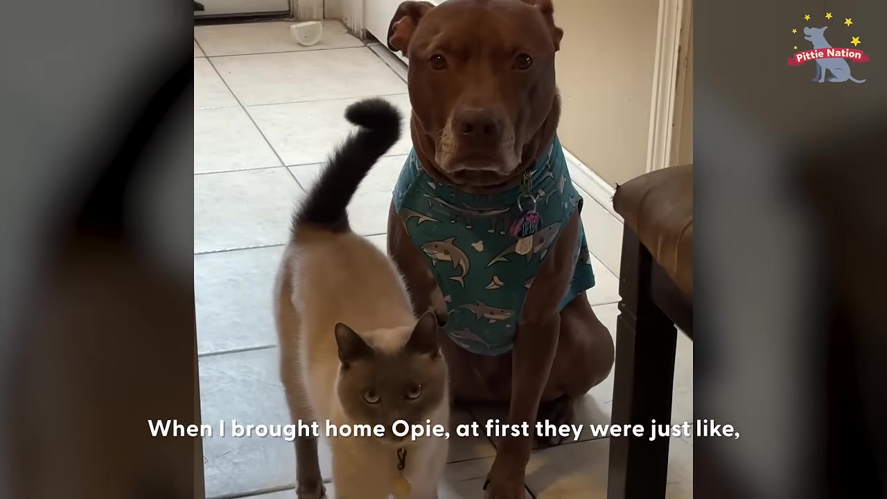 A large brown pit bull wearing a blue shark-patterned shirt stands next to a light-colored Siamese cat with dark points.