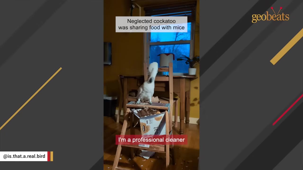 A white cockatoo stands on a wooden step stool next to a torn cardboard box in a room with a wooden table and window.