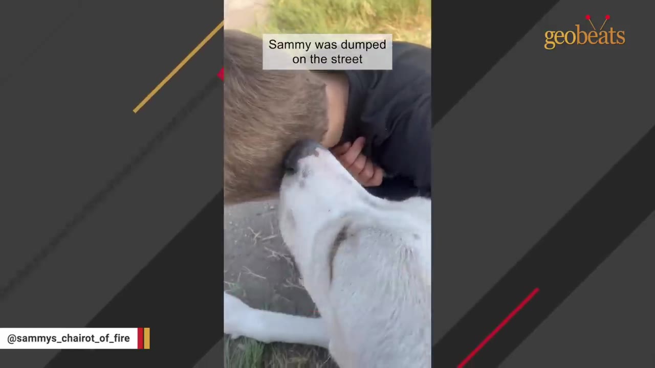 A close-up shot of a white dog licking the side of a young boy's head.