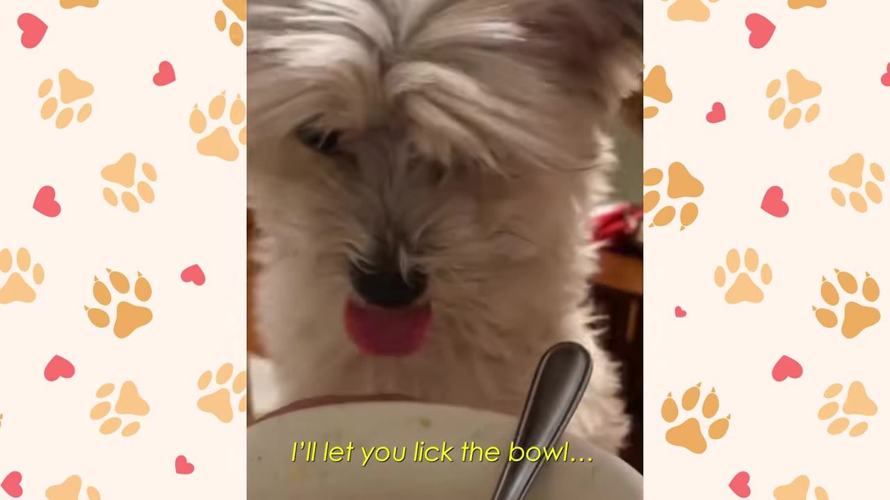 A small, fluffy white dog looking down at a bowl with its tongue sticking out, ready to lick it.