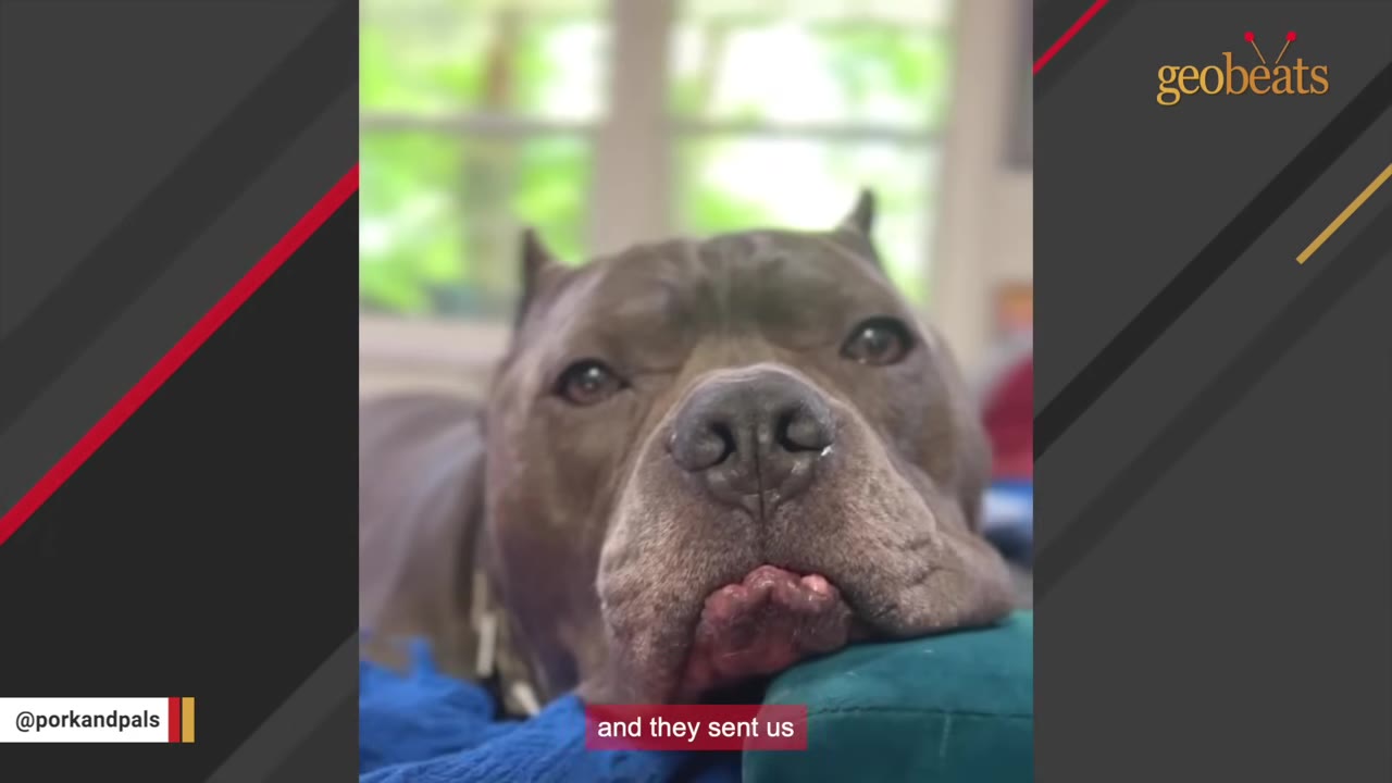 A close-up of a grey pit bull-type dog resting its chin on a blue cushion, looking directly at the camera.