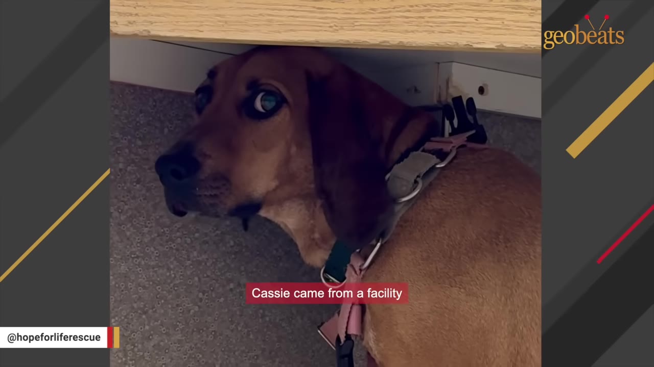 A brown hound-mix dog with wide, scared eyes looks out from underneath a wooden desk or counter.