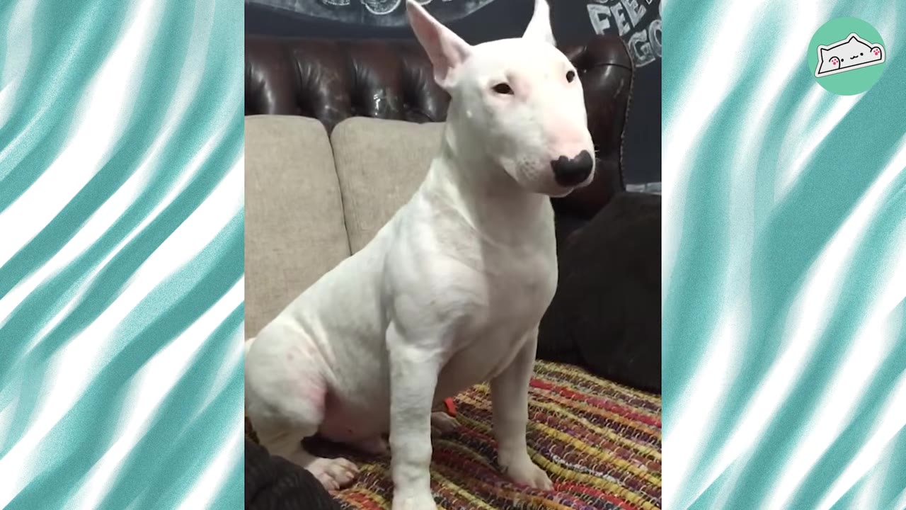 A white Bull Terrier sitting upright on a couch indoors.