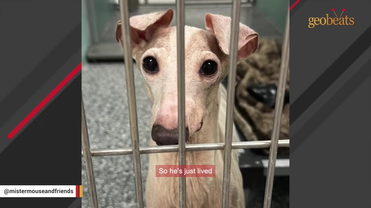 A small, light-colored dog with large dark eyes looks out from behind the metal bars of a kennel cage.