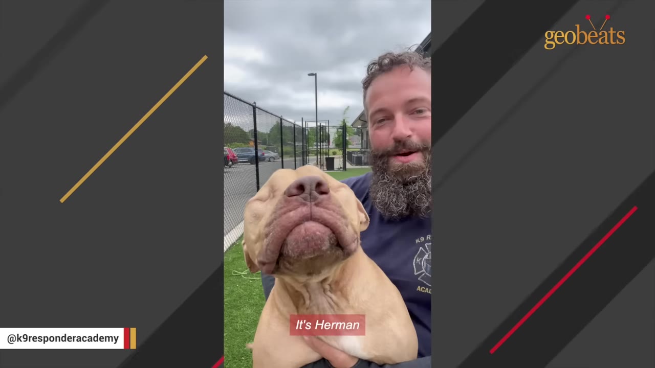 A close-up shot of a light brown dog with a gentle expression being held by a bearded man outdoors.