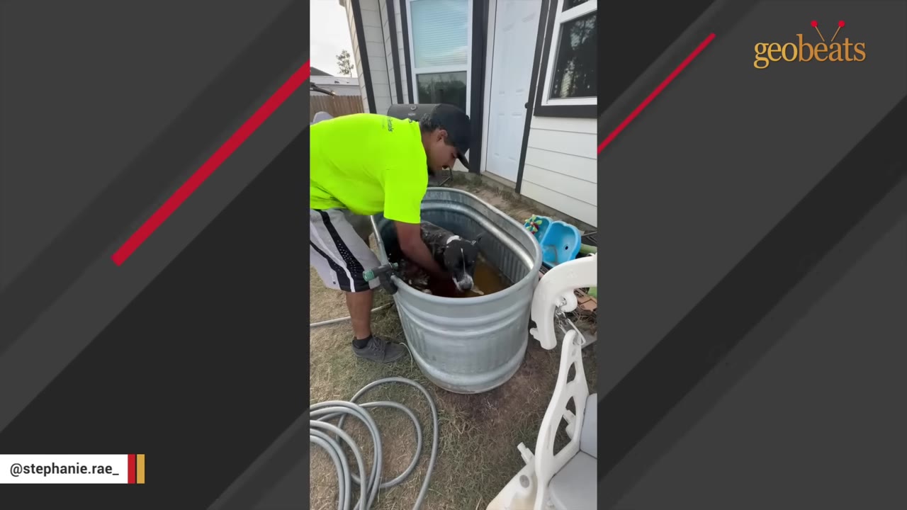 A man in a bright neon green shirt and black cap washes a black and white dog inside a galvanized metal tub outdoors.