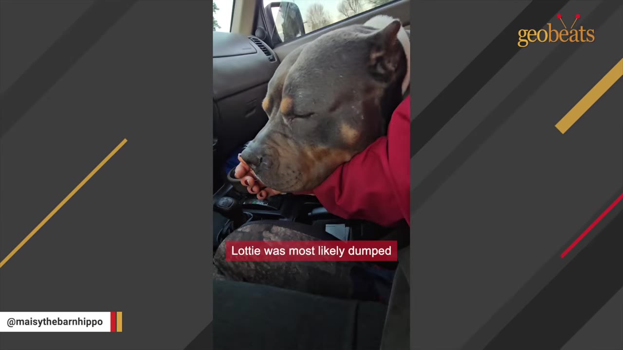 A close-up shot of a grey and tan pit bull resting her head on a person's arm inside a car.