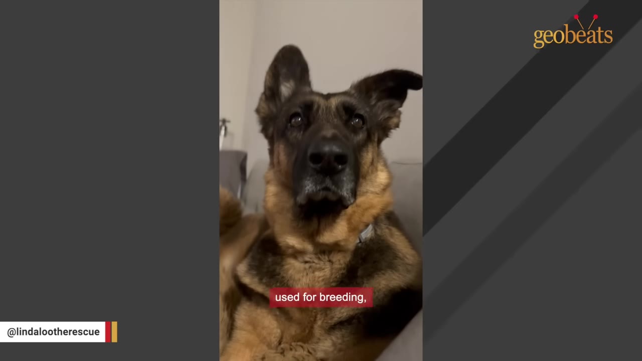 A German Shepherd dog looks directly at the camera while resting on a couch, with a caption overlay reading 'used for breeding,'.