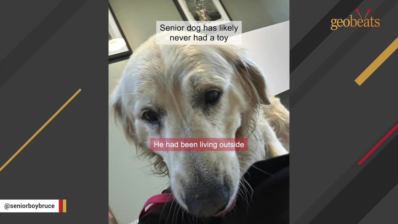 A close-up shot of a senior golden retriever looking directly at the camera with a gentle, sad expression.
