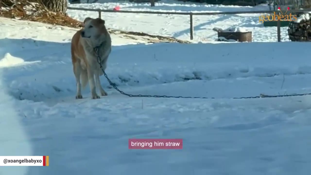 A senior tan and white dog stands chained in a snowy yard, looking off to the side.