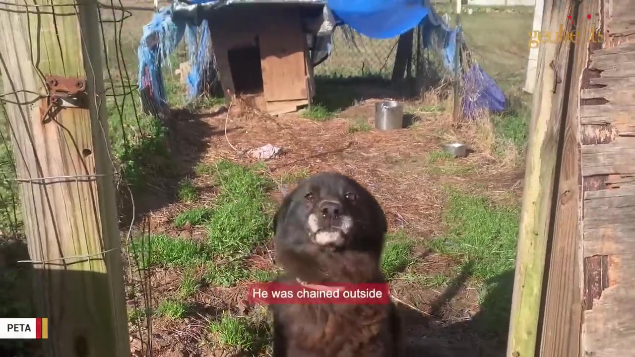 A dark brown dog stands on a patch of dirt and grass, looking directly at the camera. In the background is a makeshift wooden doghouse covered with a blue tarp, surrounded by wire fencing.
