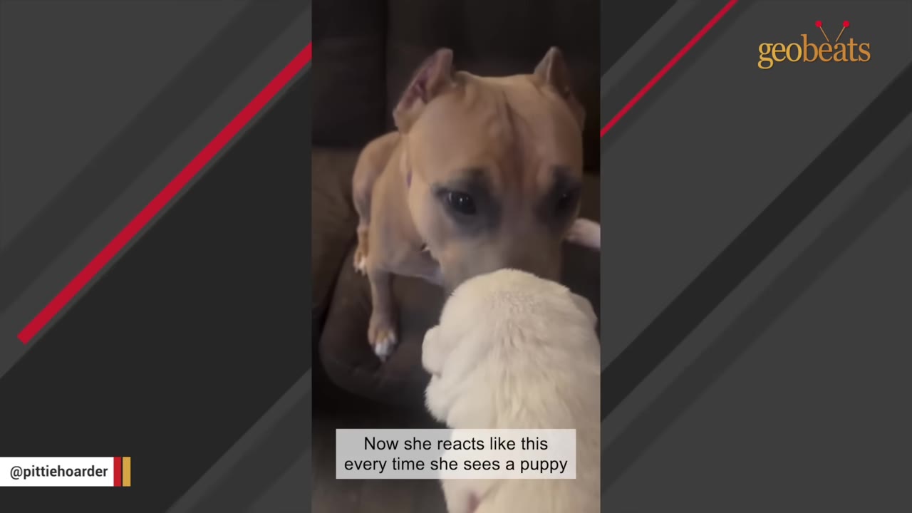 A tan dog with cropped ears sits on a couch and looks down gently at a small white puppy.