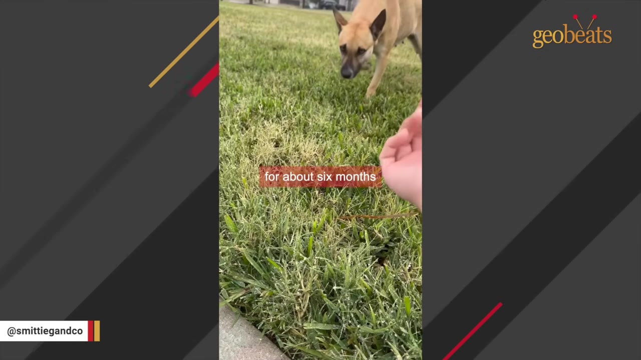 A tan dog with a black muzzle walks cautiously across a green grassy lawn towards an outstretched hand.