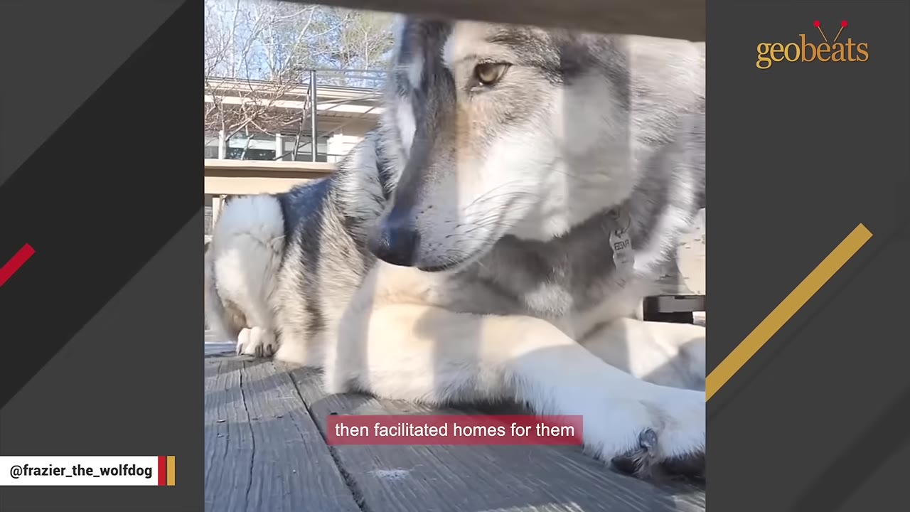 A large wolfdog with grey and white fur lies down on a wooden deck, looking off to the side.