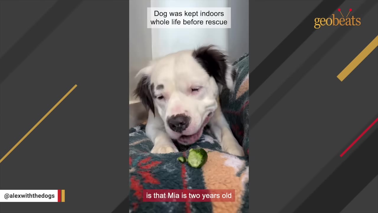 A white dog with black ears and markings around its eyes lies on a patterned blanket indoors next to a piece of cucumber, with text overlays reading 'Dog was kept indoors whole life before rescue' and 'is that Mia is two years old'.