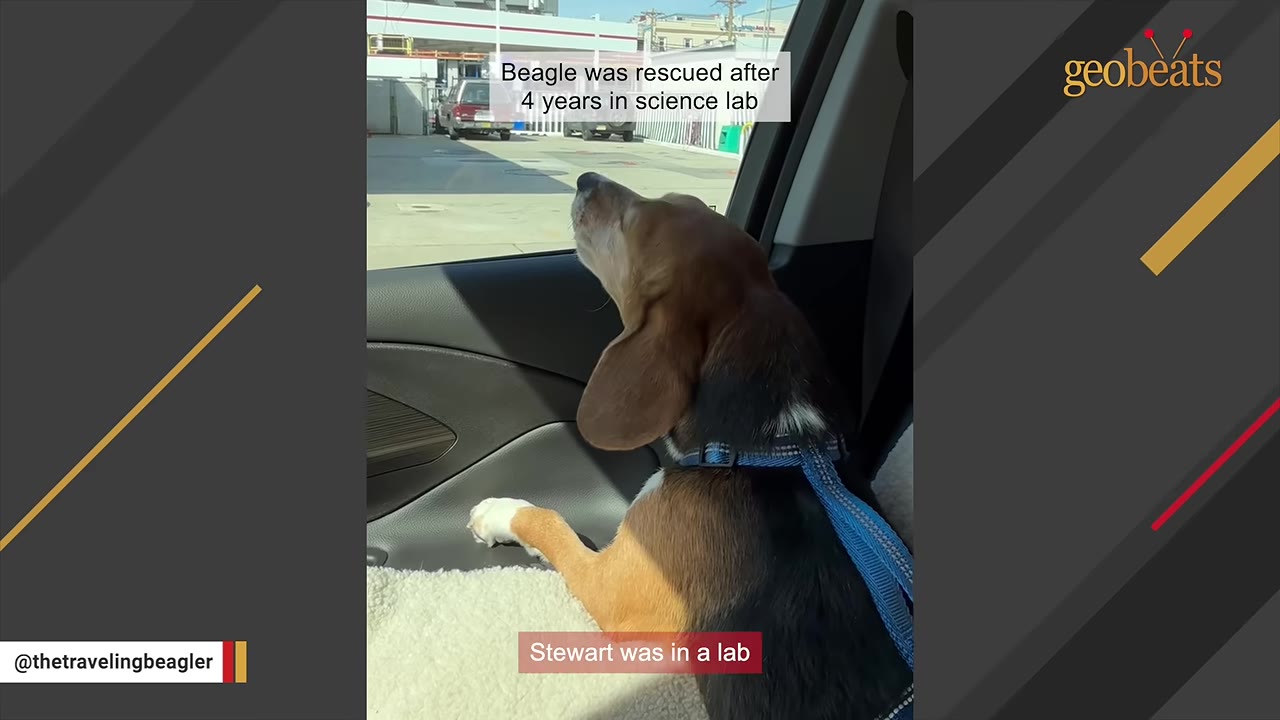 A beagle wearing a blue harness sits in a car, looking out the window at a parking lot.