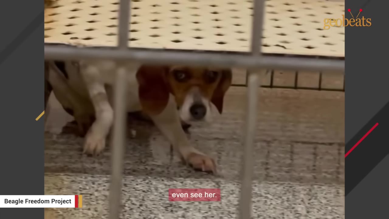 A small beagle dog with brown and white fur cowering and hiding under a metal bench structure, looking out with wide, fearful eyes.