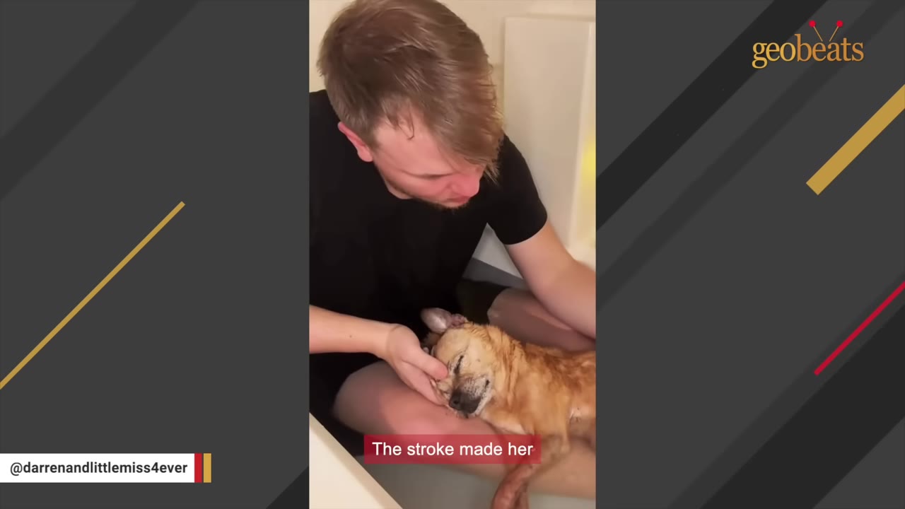 A man gently cradles a small, tan senior dog in his lap, looking down at her with care.