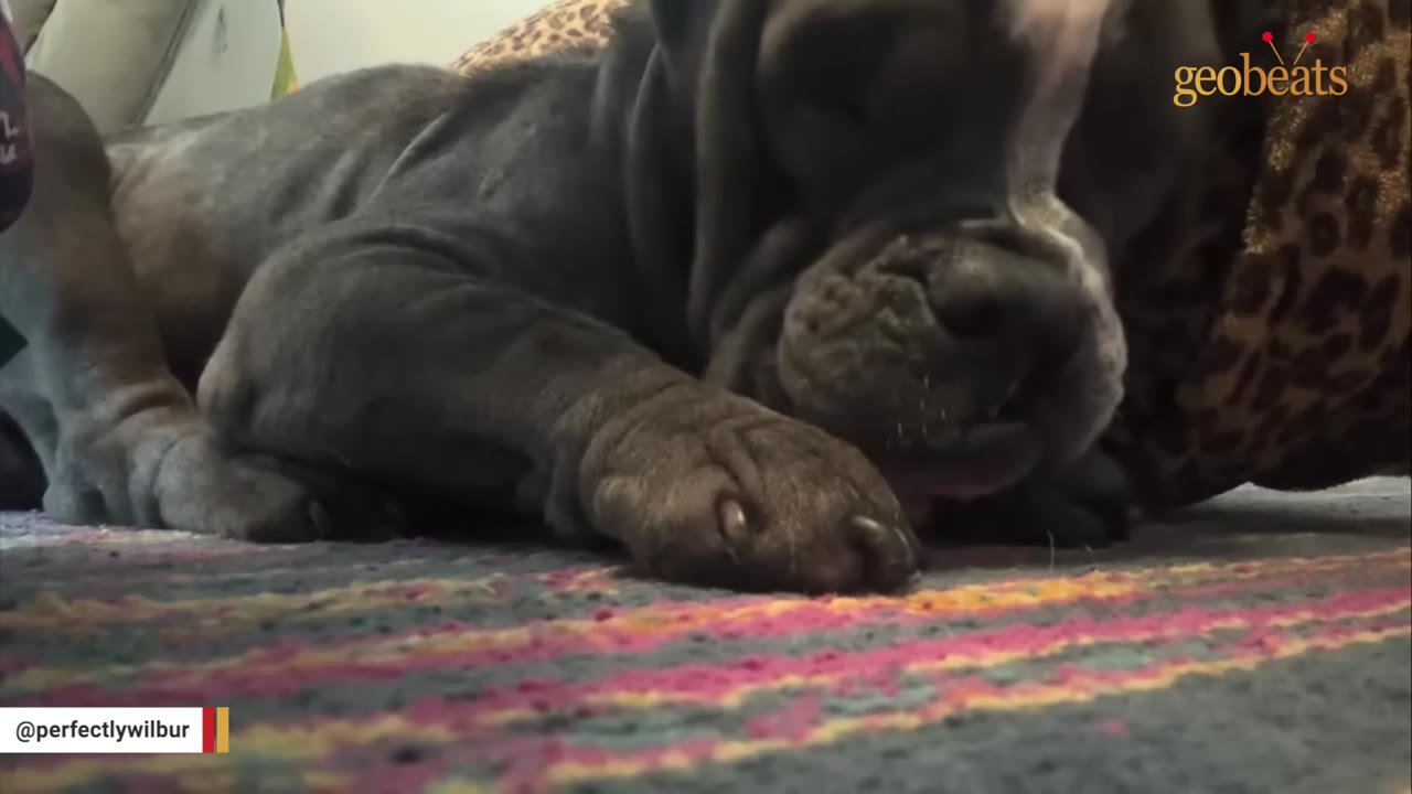 A close-up shot of a dark grey dog resting its head on a leopard print pillow while lying on a colorful striped rug.