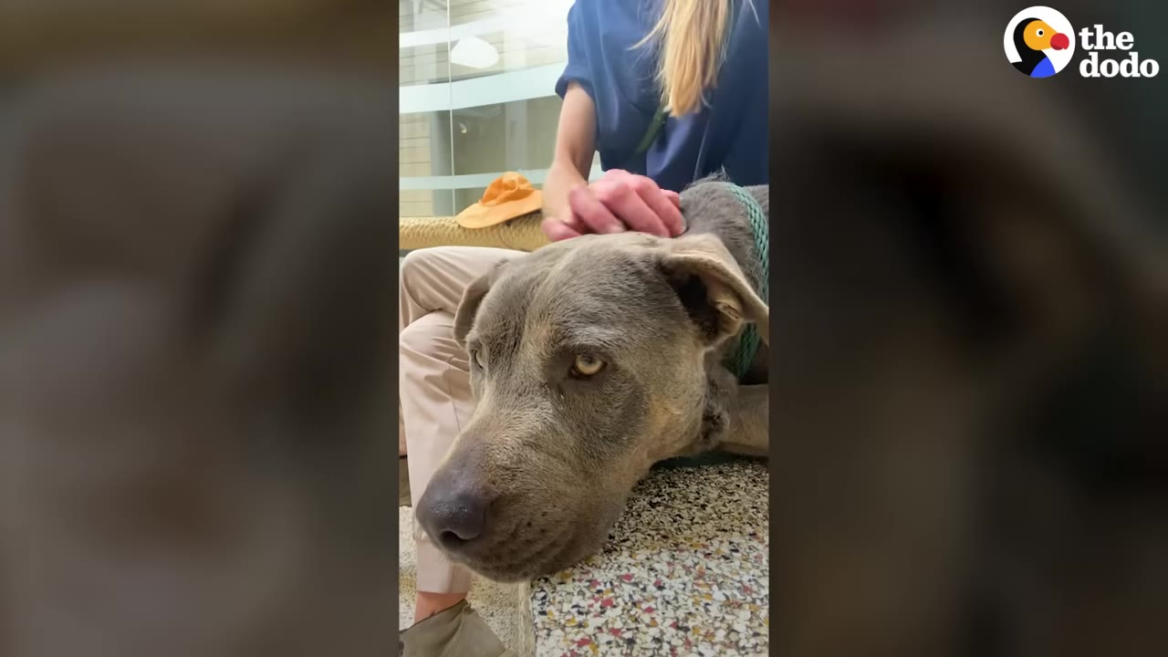 A close-up of a sad-looking grey dog resting its head on a ledge while a person gently pets its head.