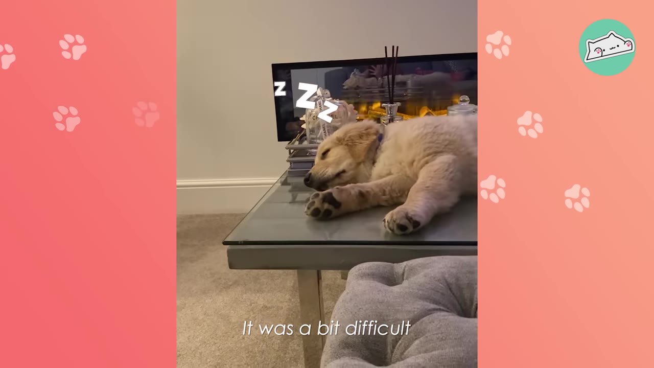 A golden retriever puppy sleeping peacefully on a glass coffee table in a living room.