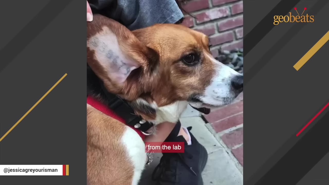 A close-up of a beagle named Miles, showing an identification number tattooed inside his ear, a common practice for laboratory research animals.