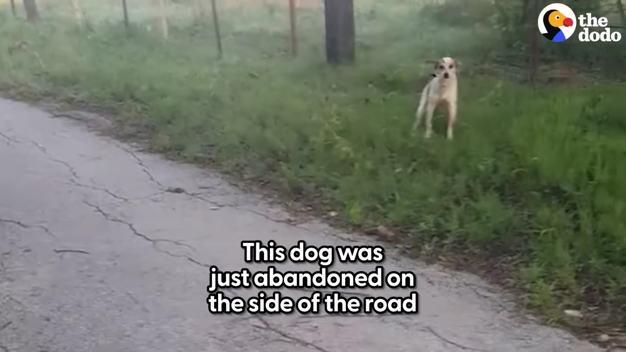 A small white and brown dog stands alone in the grassy area next to a paved road.
